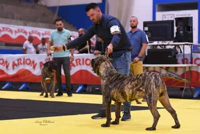 BESAY CANARIKENNEL