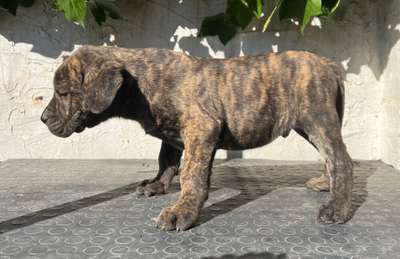 URSO DE KING ZULU