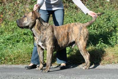 FALCOR DES MOLOSSES DES SEPT VALLEES