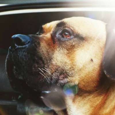 IAKO DE LA HUELLA DEL PRESA CANARIO