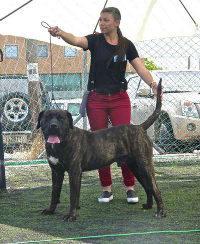 DOMINGO FROM GDF (KING)