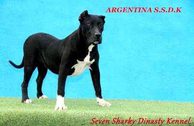ARGENTINA SEVEN SHARKY DINASTY KENNEL