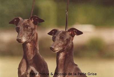 Piccolo De La Perle Grise