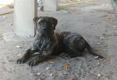 QUINTO PERRO DE POR VIDA