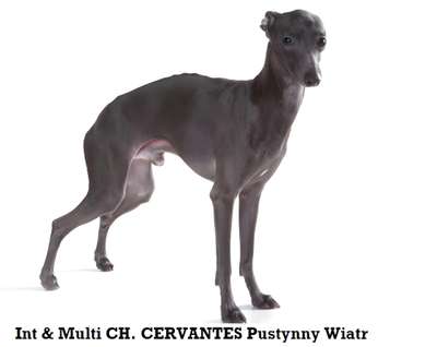 Cervantes Pustynny Wiatr