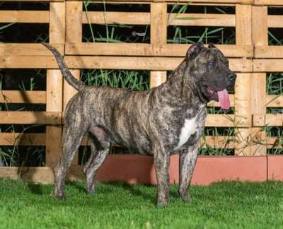 ENO DELHAB KENNEL