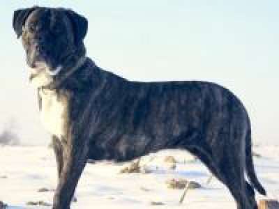 UMA KING JASMIN