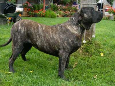 ONA DE BARNACAN BULL