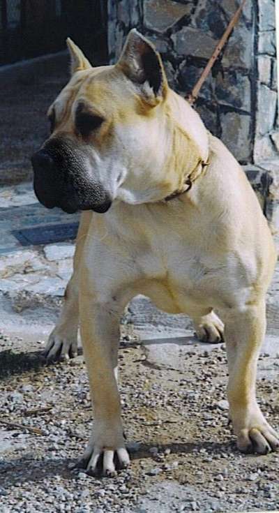 PANDORA DE ALACANT BULL