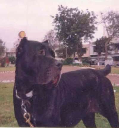 PAMELA CHAJLLA PERRO DE PRESA