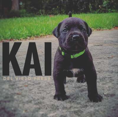 KAI DEL VIEJO PRESA