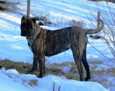 PICTURE PERFECT VITORIAN (OF BEARCLAW)
