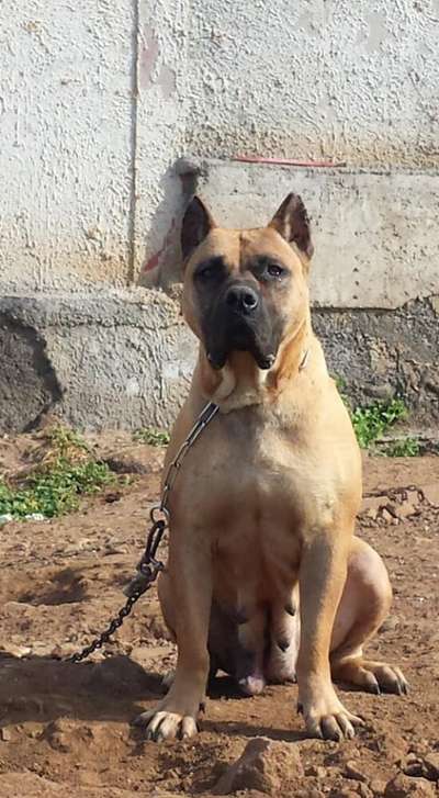 SHIRA