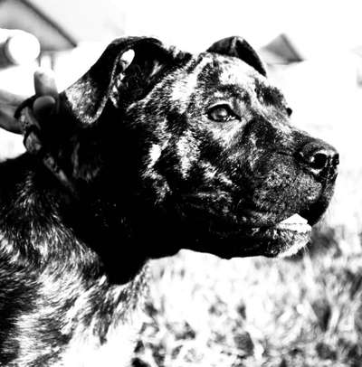 H’ROXY DE MANGO BULL