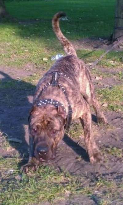 JABBA DE SPARTAN D KENNEL