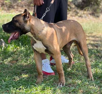 KONG CHAJLLA PERRO DE PRESA