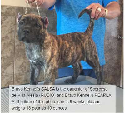 BRAVO KENNEL'S SALSA