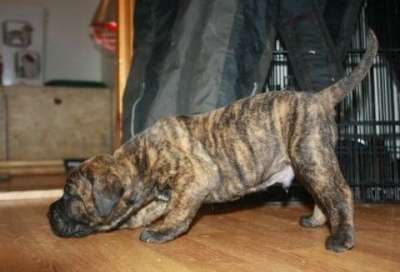 GARM DE CANARIO'S AGUSTI TORELLO