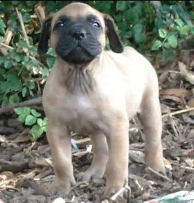 PUMBA DE CARLOS ROSSI