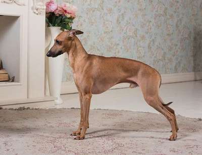House Of Hounds Jean-Paul Gaultier