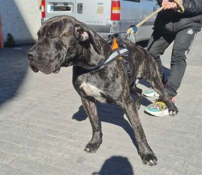 THOR II DE KING ZULU