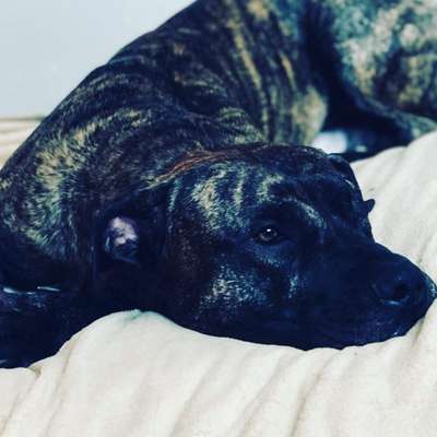 ZEUS DE FOREST CITY PRESA