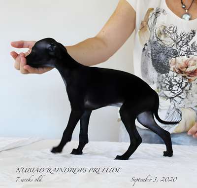 Nubiad' Raindrops Prelude