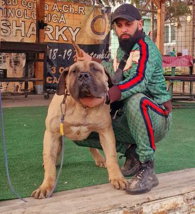 JAMAL DE CASA COZMA KENNEL