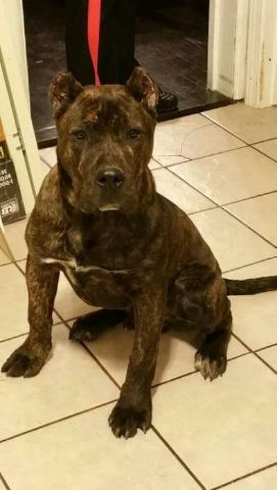 DIESEL DE EL MIKE KENNEL
