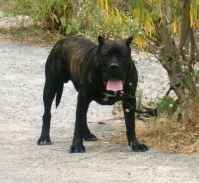 ERKO DE LA ISLA DE LOS VOLCANES
