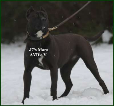 MORA J7