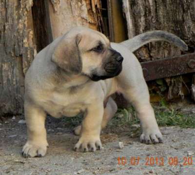 CONGO DE SPALATO BULL