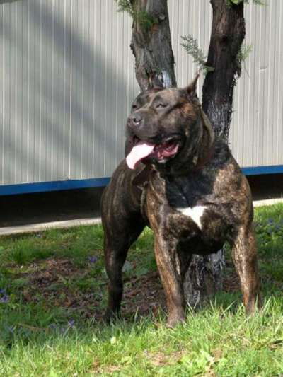 B-TIGRA DE SPARTAN D KENNEL