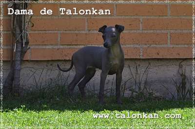 Dama De Talonkan