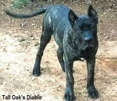 DIABLO OF TALL OAKS
