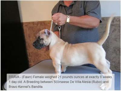 BRAVO KENNEL’S BRAVA (2014)