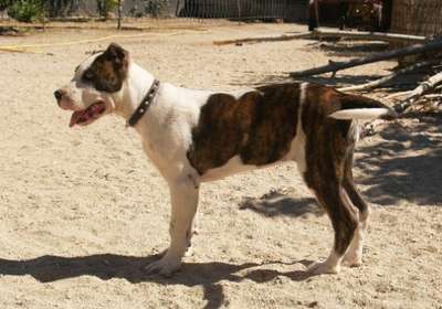 COSMINA DE KING ZULU