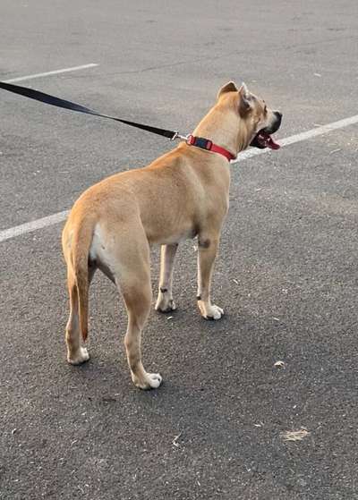 ATHENA DE EARTHQUAKE KENNELS