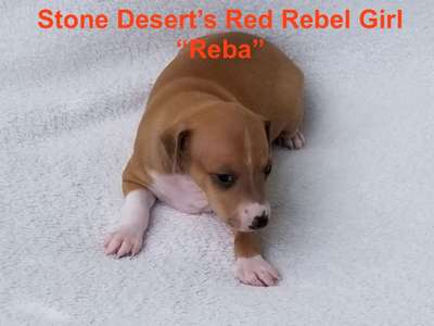 Stone Desert’s Red Rebel Girl