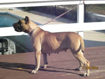 VENUS OSTOJA MOLOSOW