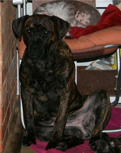 RAMONA BALUARTE DE LOS PERROS