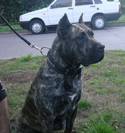 FURIA DE RANCHO BRAVO