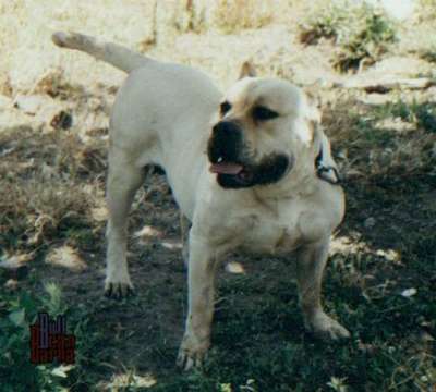 TIMBA ZAYA