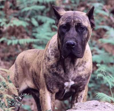 TYSON DE RUDEBOY’S