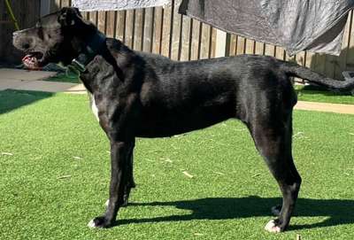 INDICA DE SEVERN KENNELS