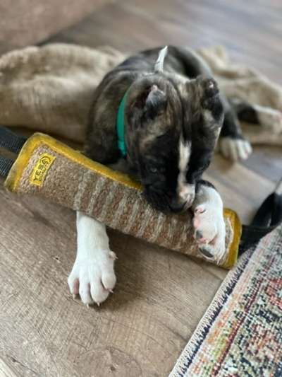 PRESAHOLIC’S THOR