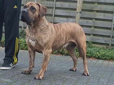 EPONA DE MANGO BULL