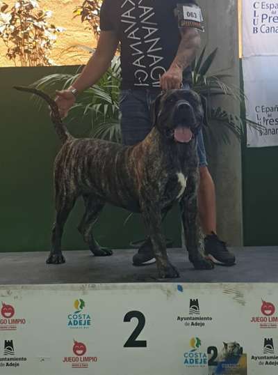 GUAYO CANARIKENNEL