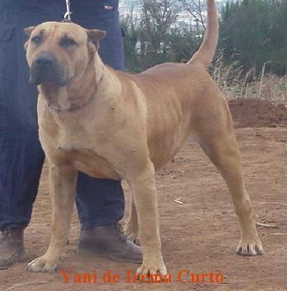 Presa Canario adulto — el futuro de la raza