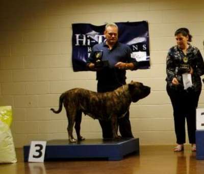 BRAVO KENNEL'S CHULA
